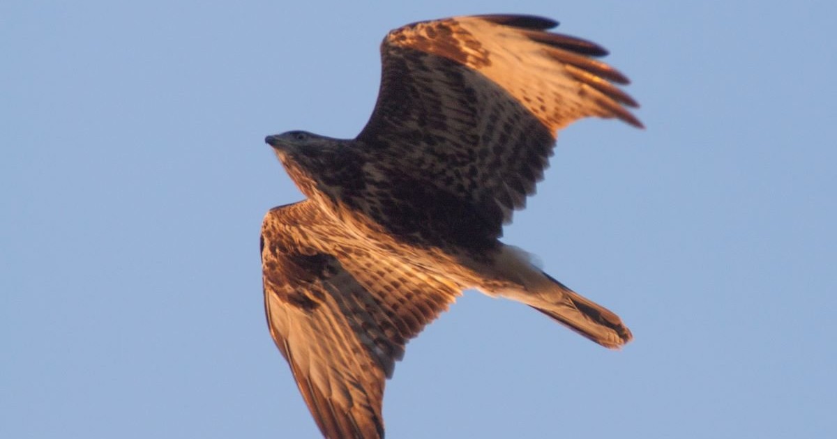 Ragadozó madarak a nyári puszták felett Körös Maros Nemzeti Park