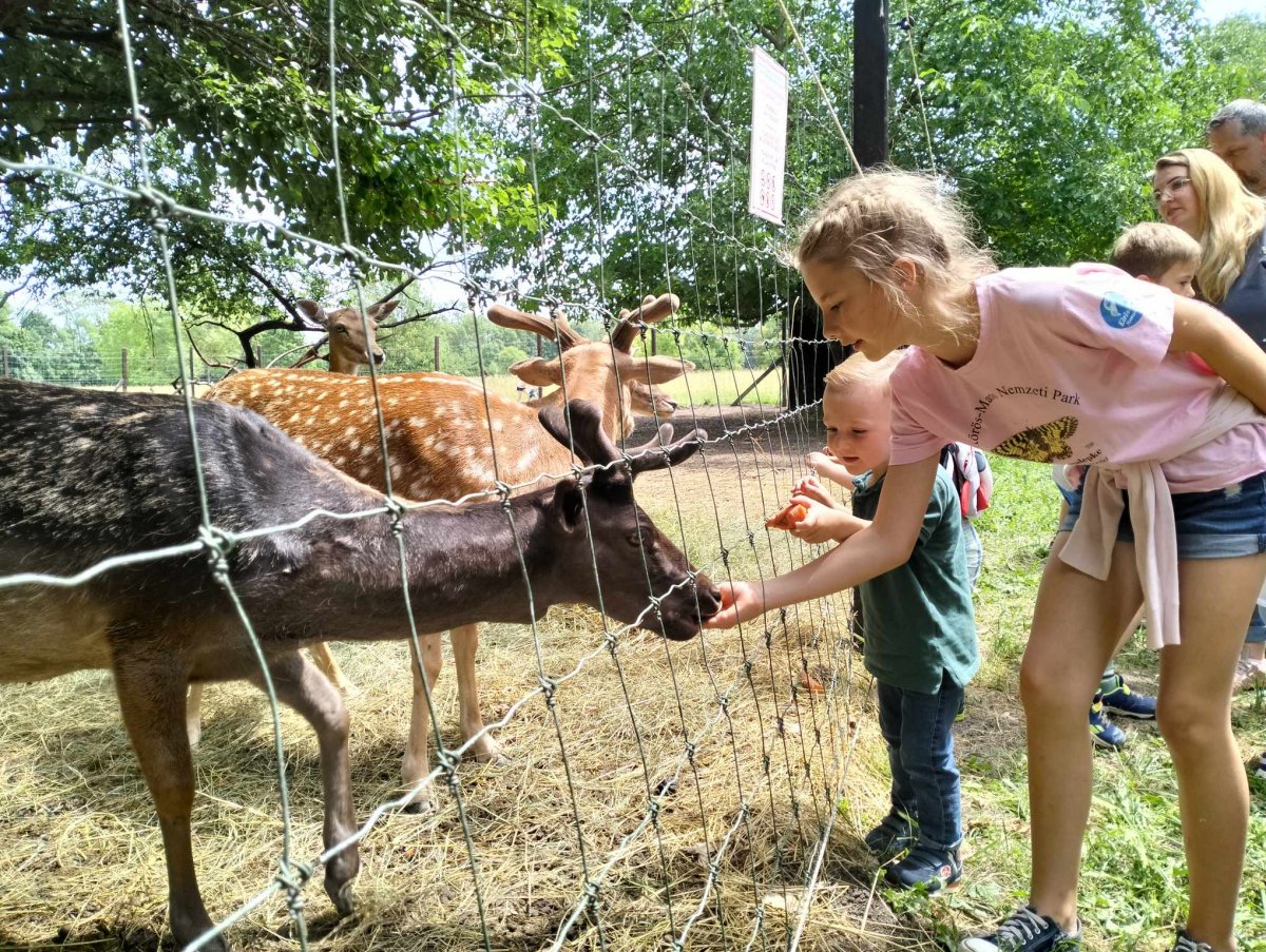 Látványetetés az Állatparkban