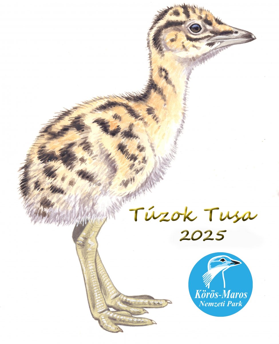 Túzok Tusa 2025