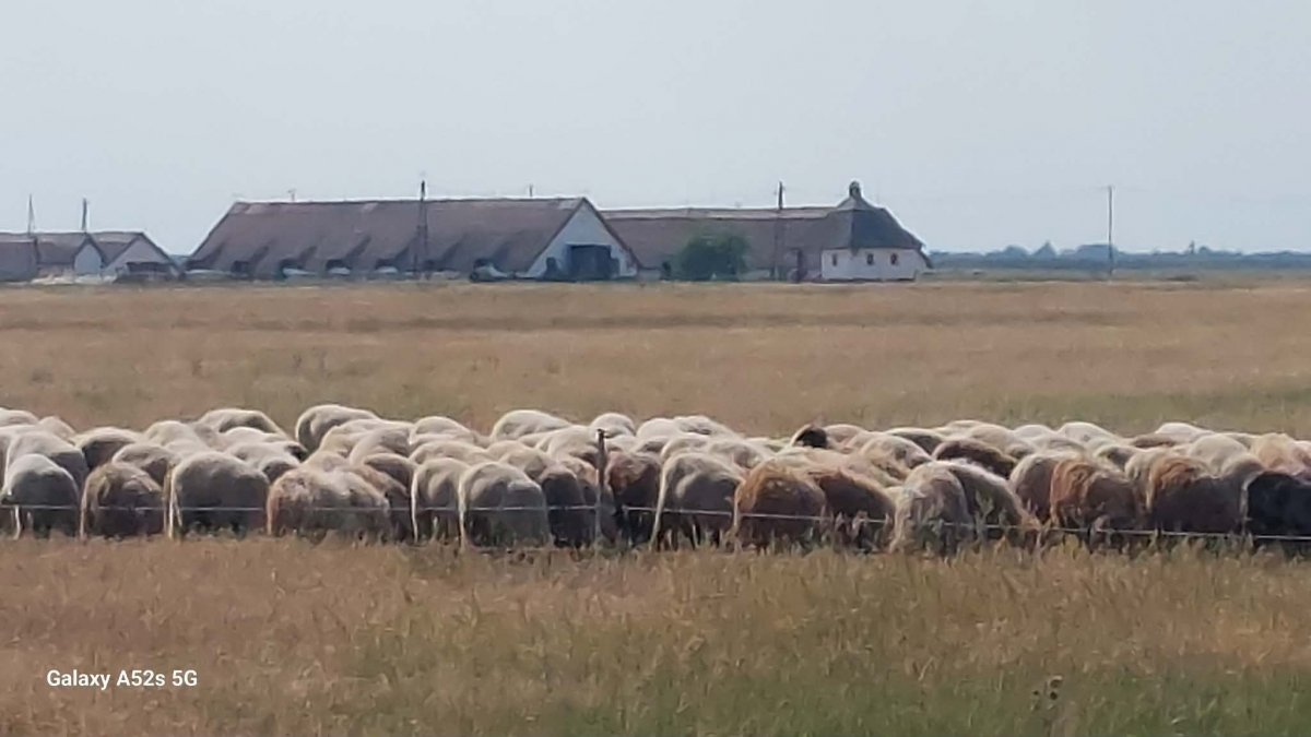 cigáják és rackák