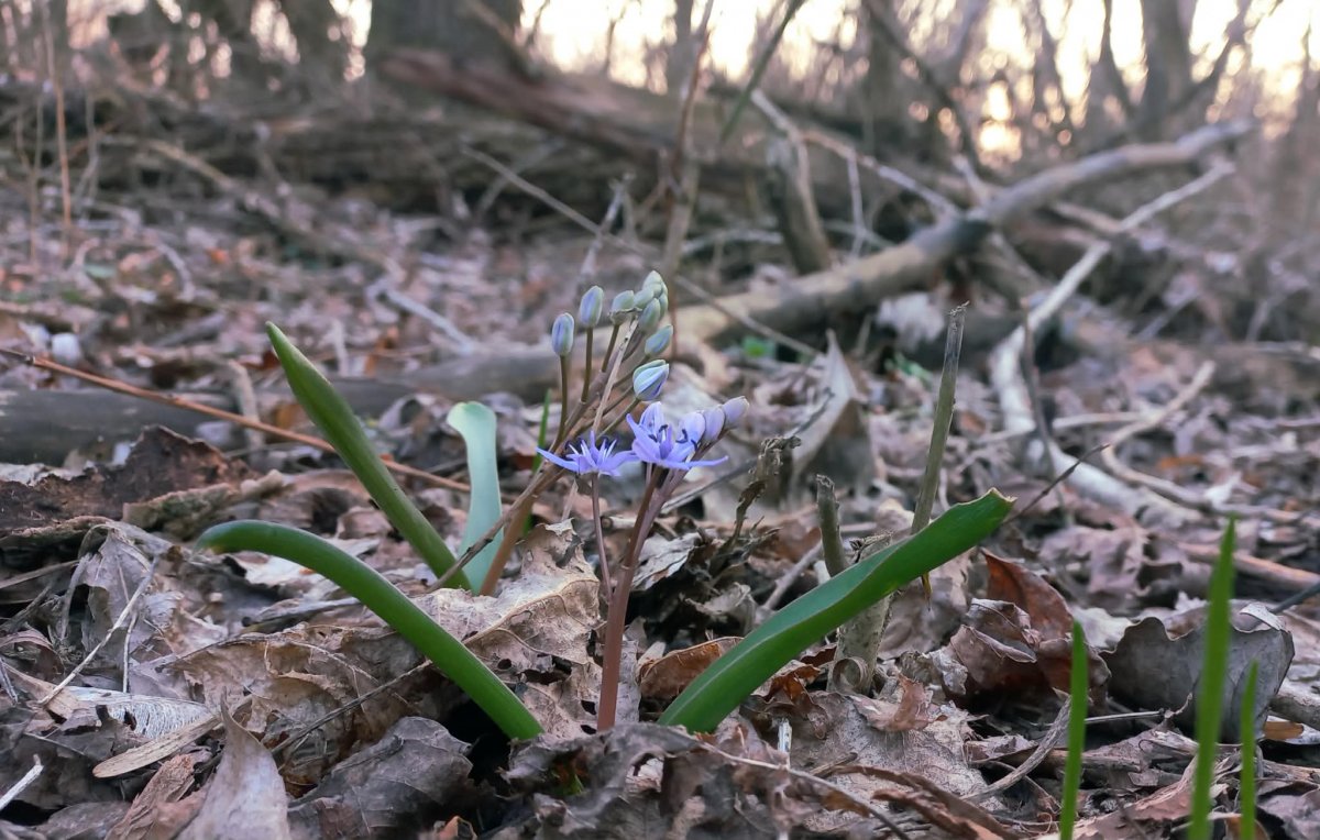 Ligeti csillagvirágok a marosi erdőkben.
