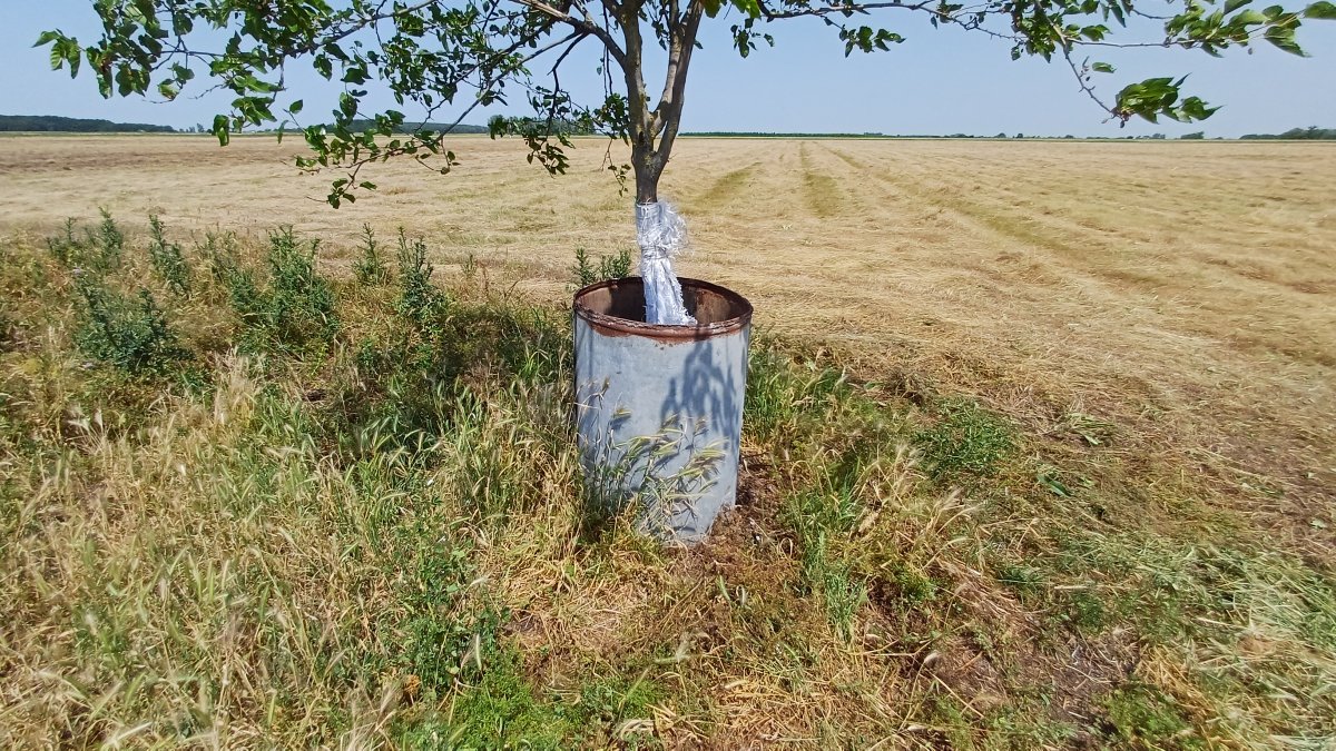 A különös vörösvércse fészkelőhely