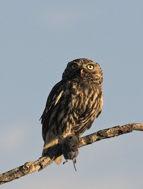 A kuvik fő tápláléka az apró rágcsáló