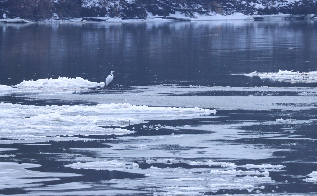 A Maros jégtáblái között vadászó nagy kócsag