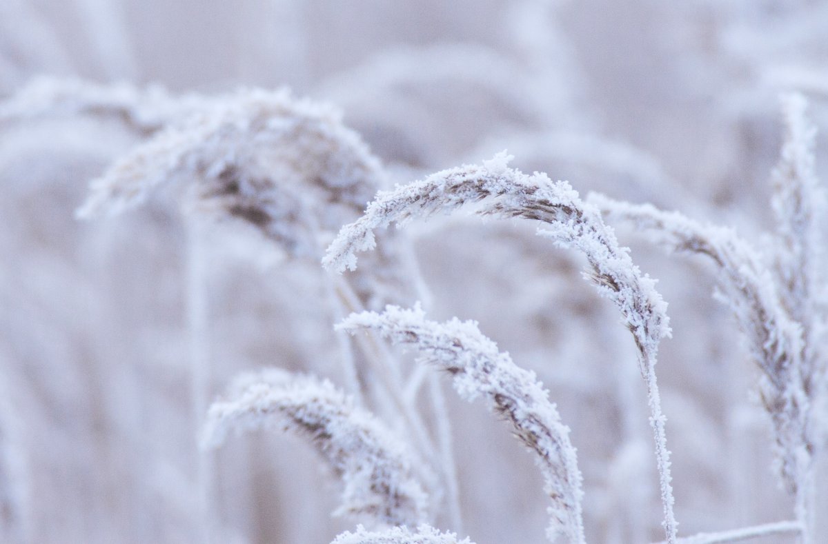A nádasok rejtekén télen sem áll meg az élet