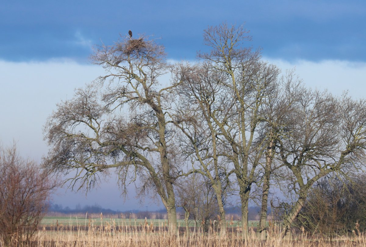 A parlagi sasok általában fák csúcsára építik, kis méretű fészüket