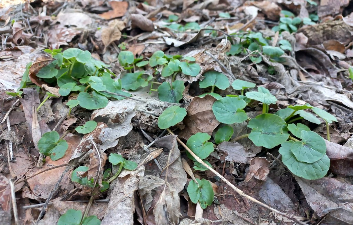 A saláta boglárkák levelei még a fáj lombfakadása előtt kibújnak
