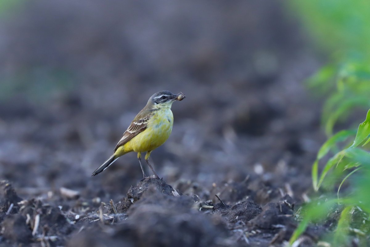 A sárgabillegetők is sorra érkeznek vissza a pusztákra