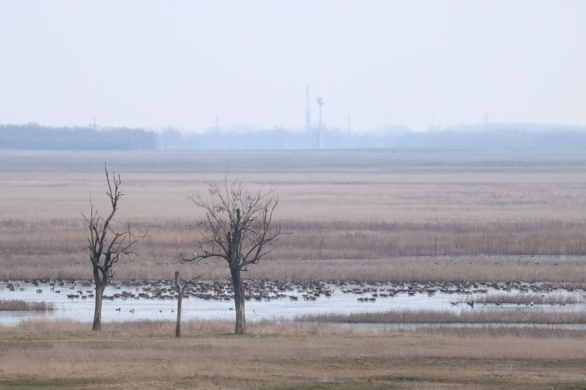 A téli pusztán népes madárcsapatok is összegyűlnek 