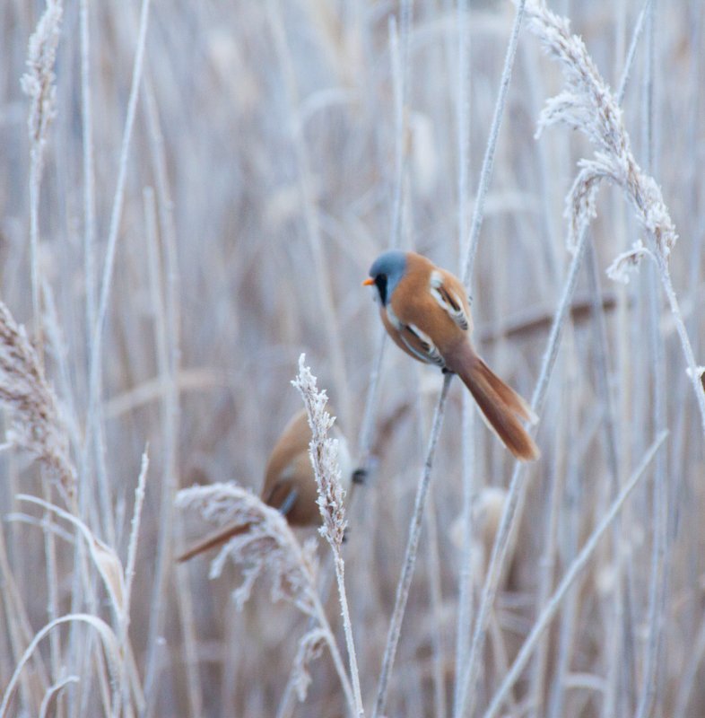 Barkós cinegék a téli nádasokban