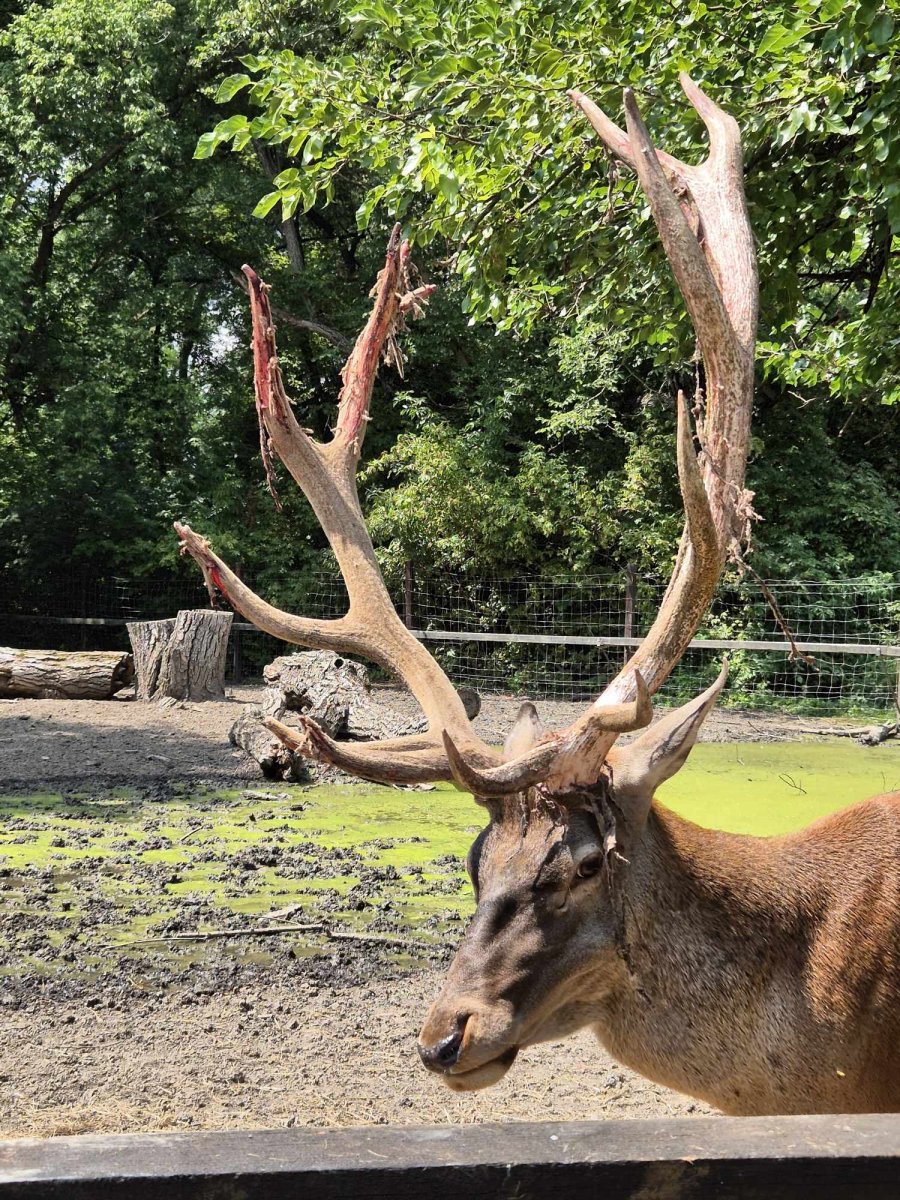 Körösvölgyi Állatparkjának tíz esztendős gímszarvas bikája agancstisztításba kezdett