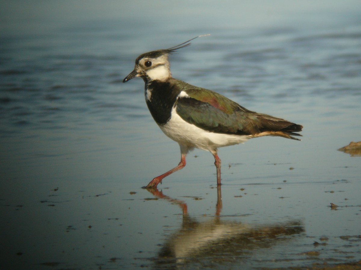 bíbic Vasas András fotója