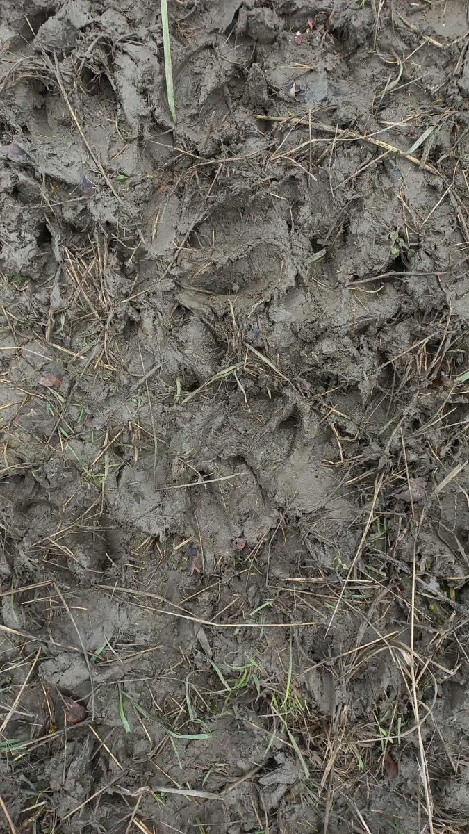 A novemberi esők jó feltételeket teremtettek a nyonolvasáshoz a marosi erdőoben