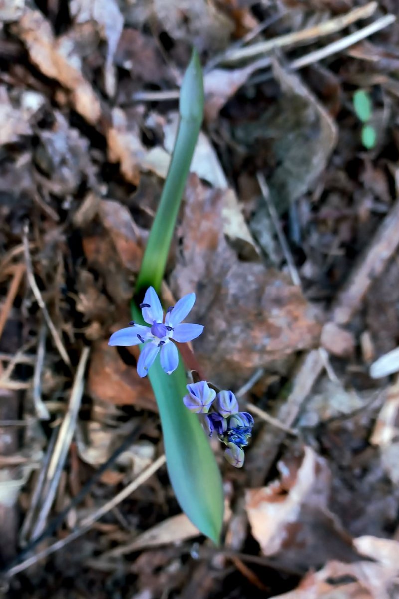Ligeti csillagvirágok a marosi erdőkben 