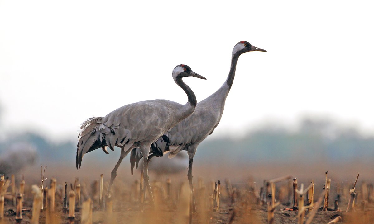 daru a vásárgelyi pusztán
