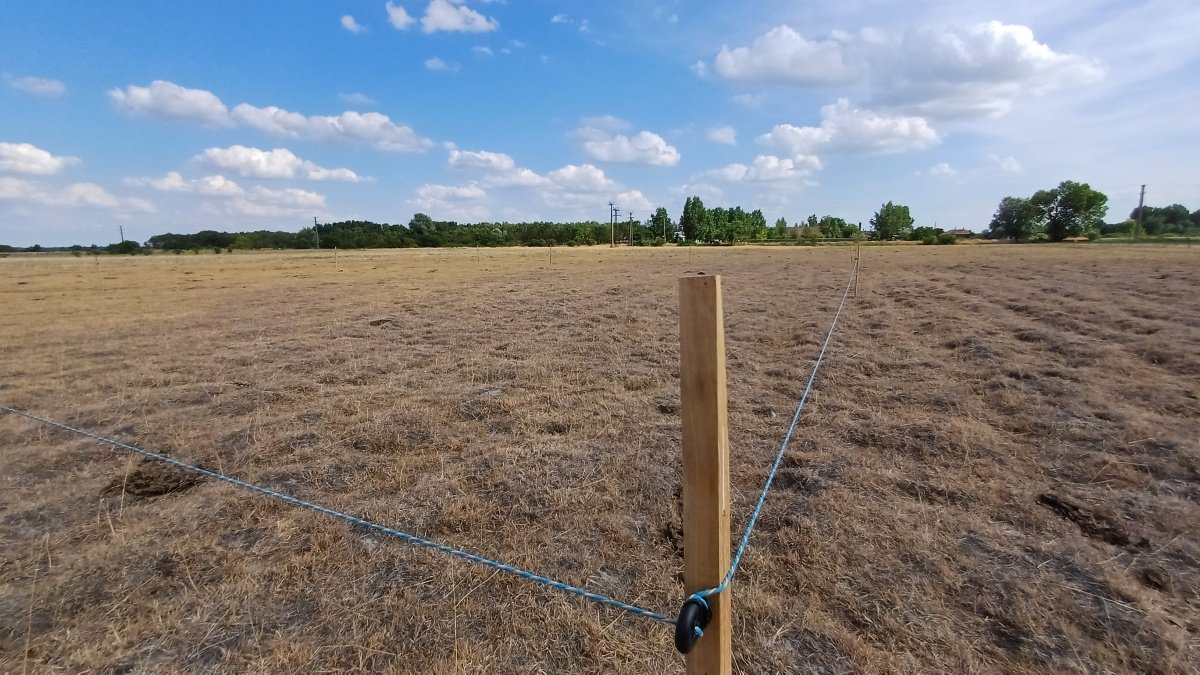 Elektromos kerítéssel levédett ugartyúk fészkelőhely