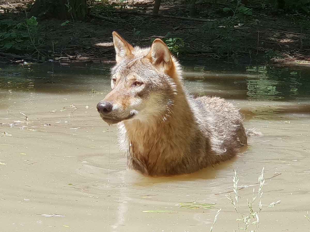 Farkas fürdőzik Fotó: KMNPI Körösvölgyi Állatpark