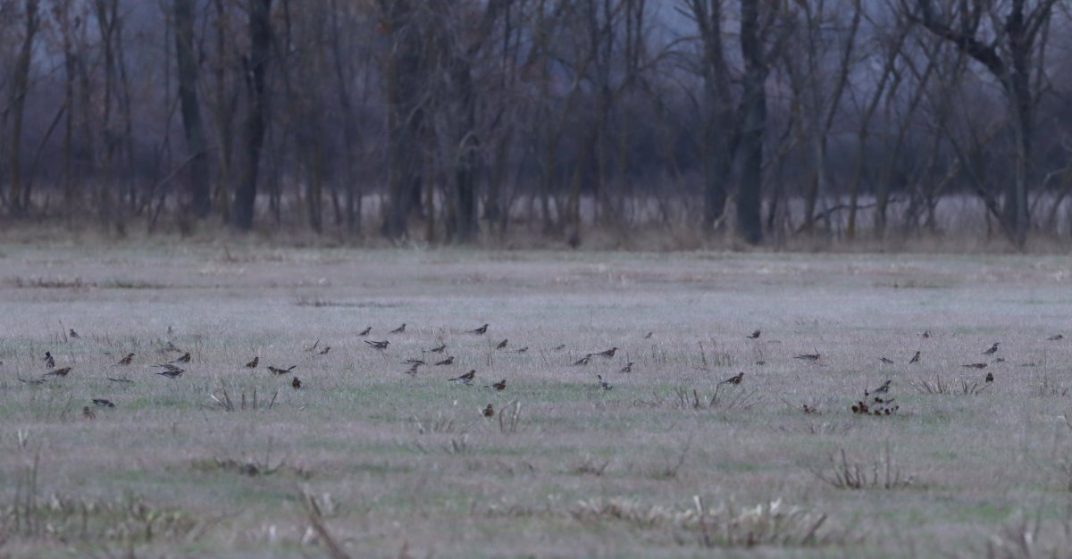 Fenyőrigók csapatai szedegetnek az ártéri gyepeken