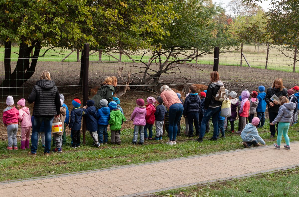 Osztálykiránduló csoport látványetetésen a dámszarvasok kifutójánál