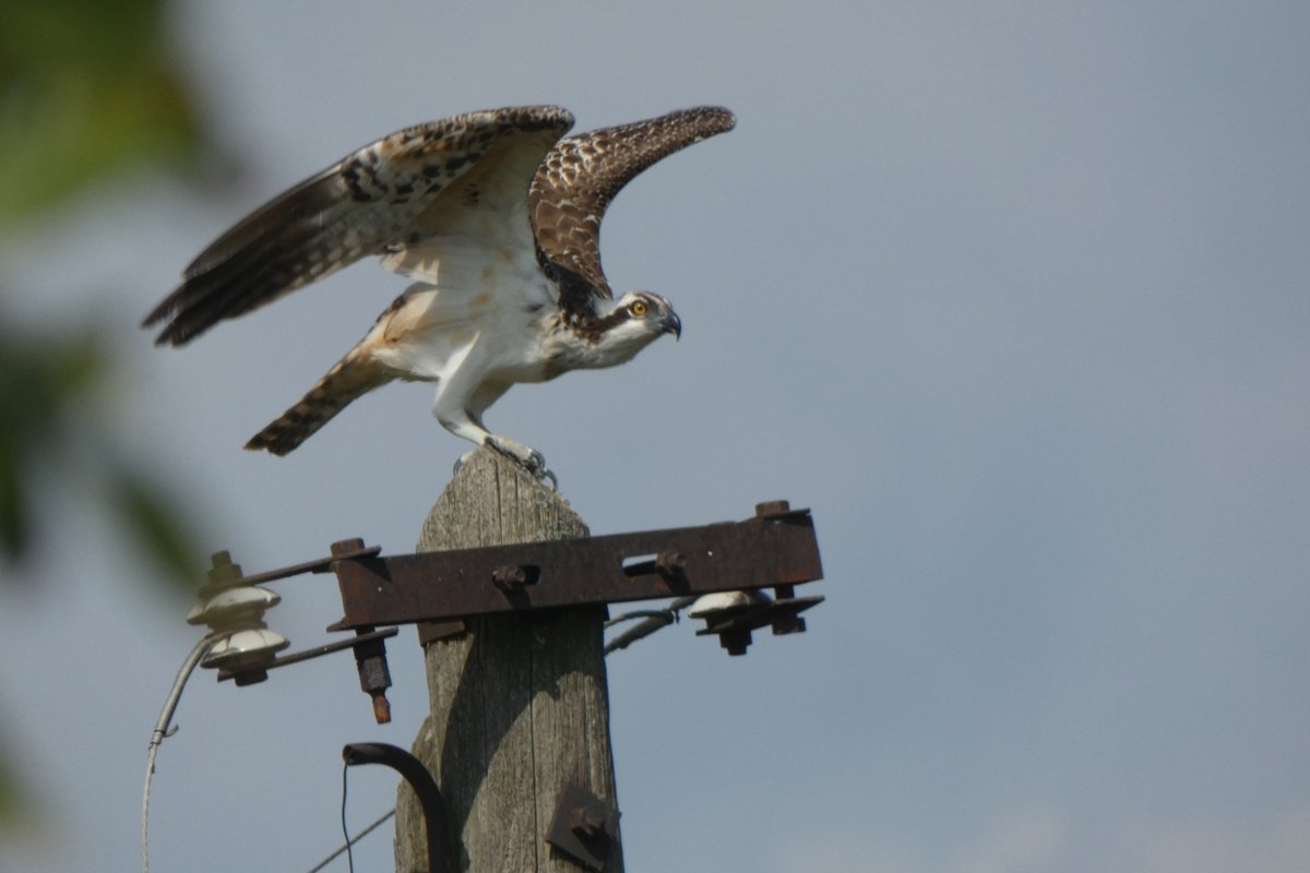 Halászsas a pihenőhelyén