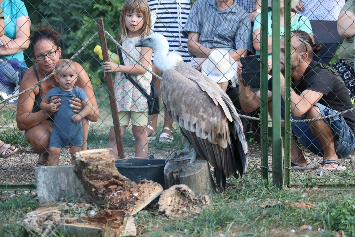 fakókeselyű