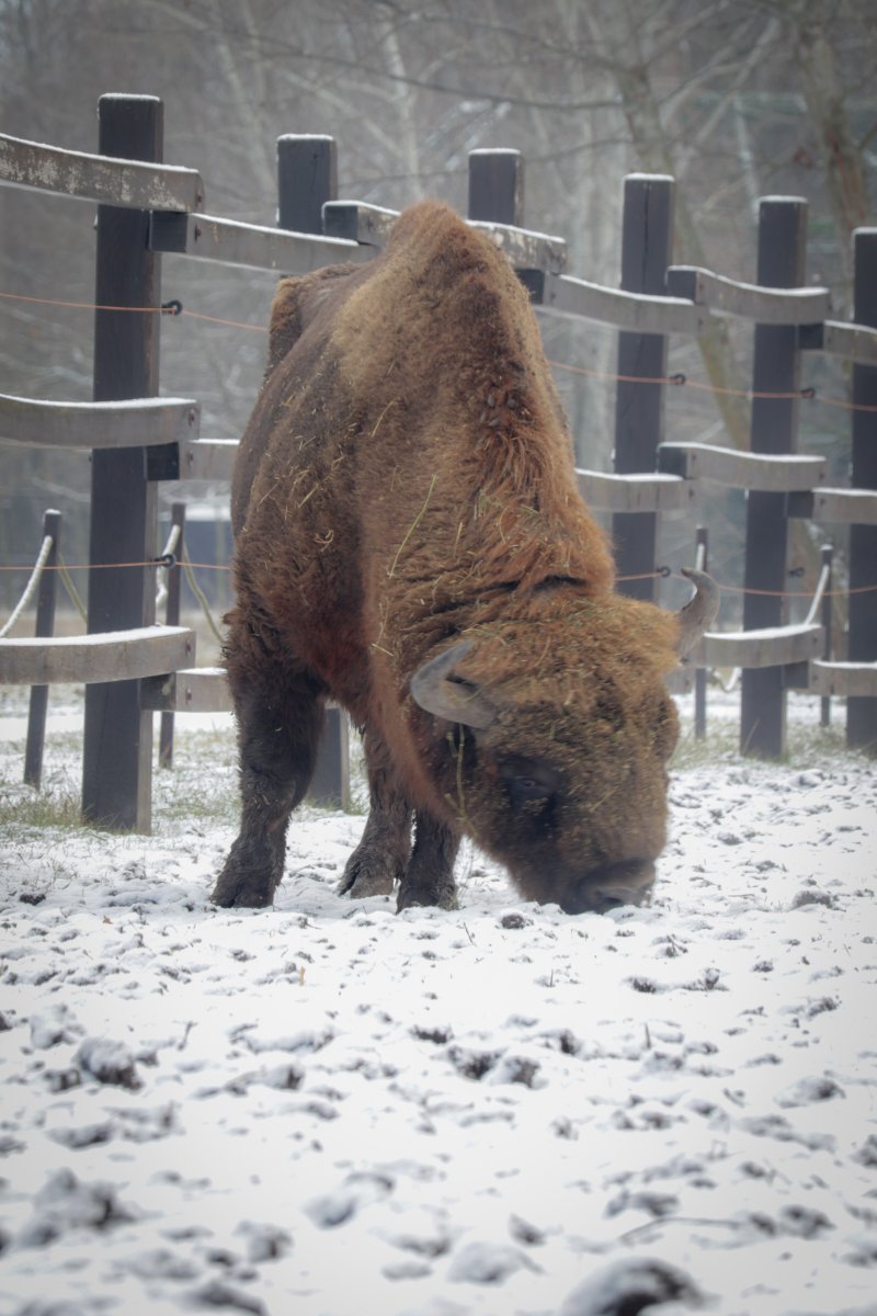 Európai bölény bika hófödte kifutójában