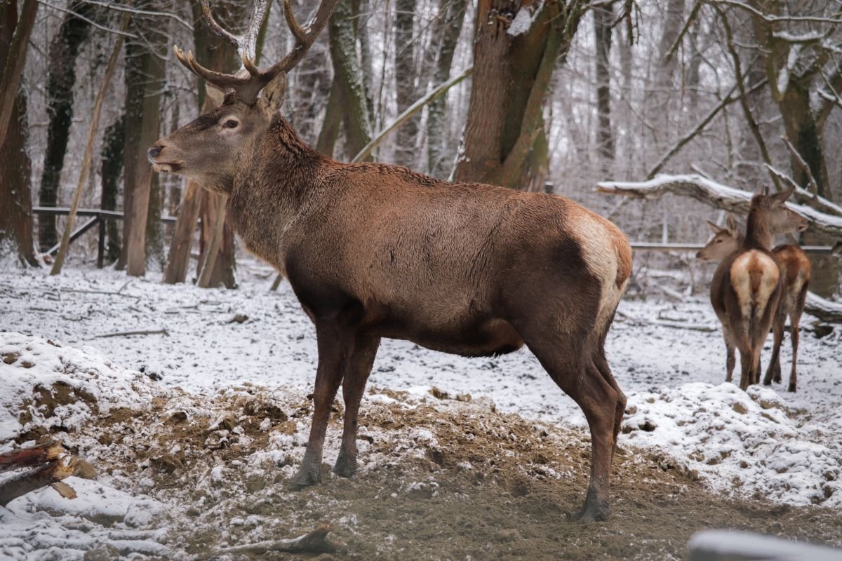 pihenődomb