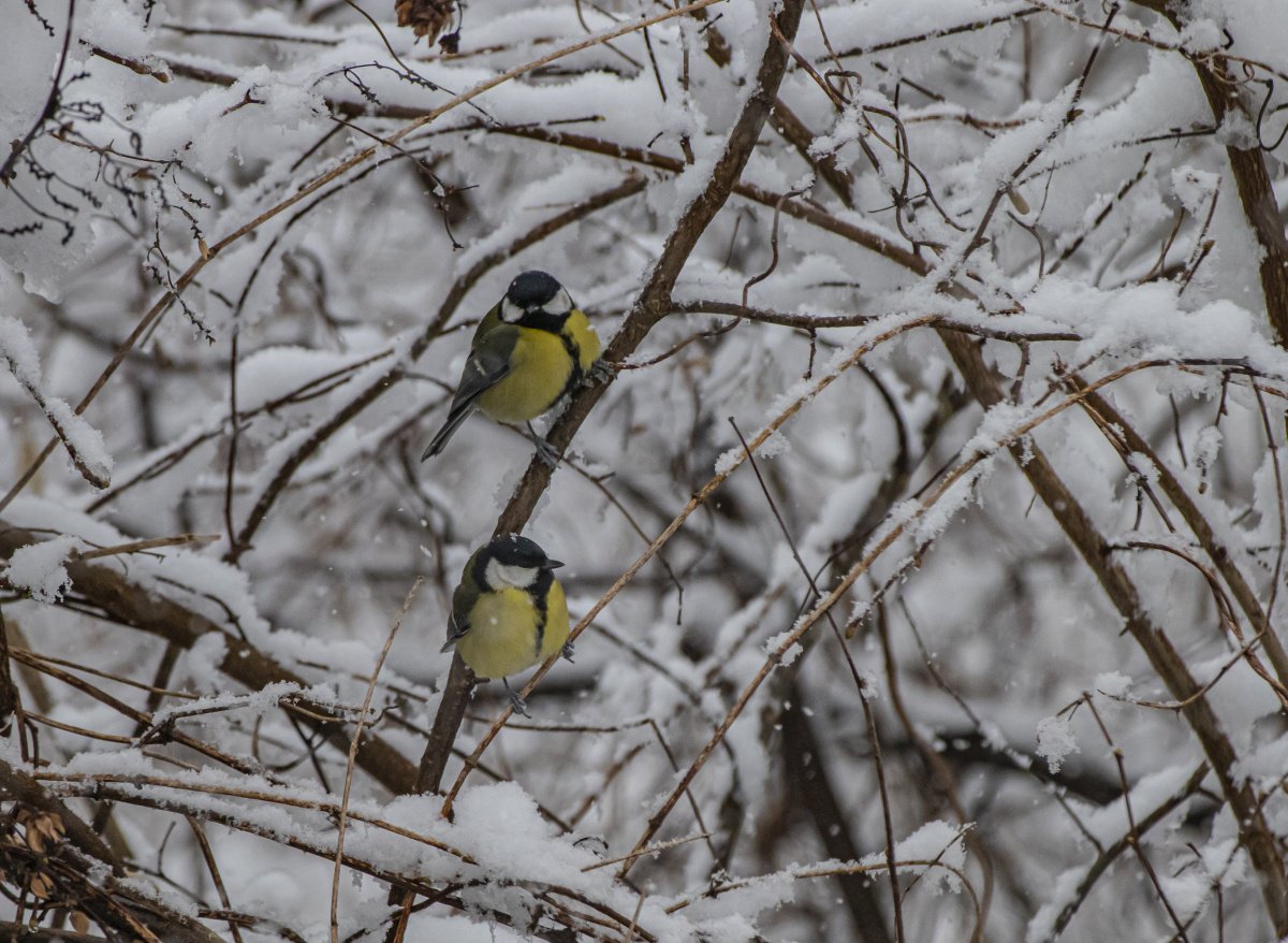 téli madárvendégek
