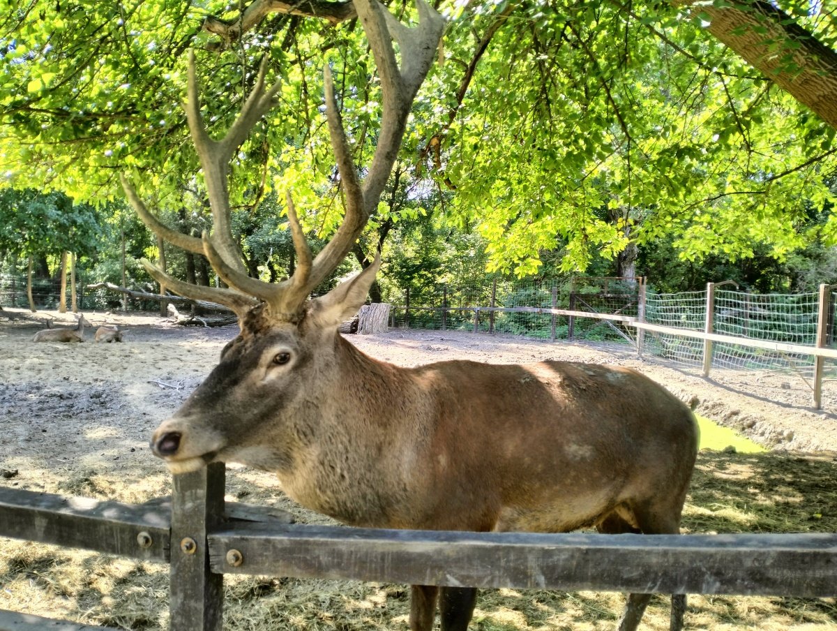 szarvas