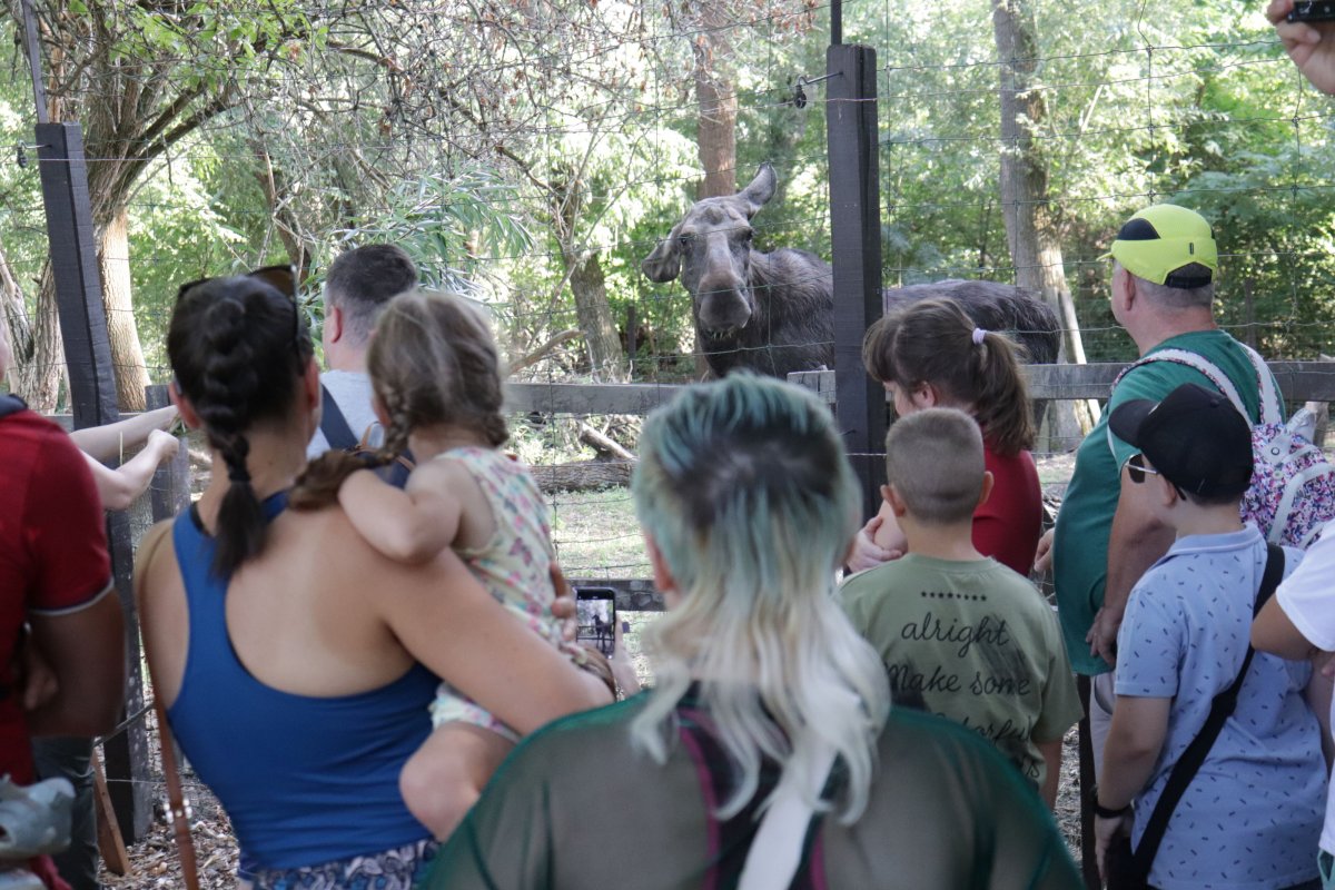 Jávorszarvas evolúciós múltjának bemutatása