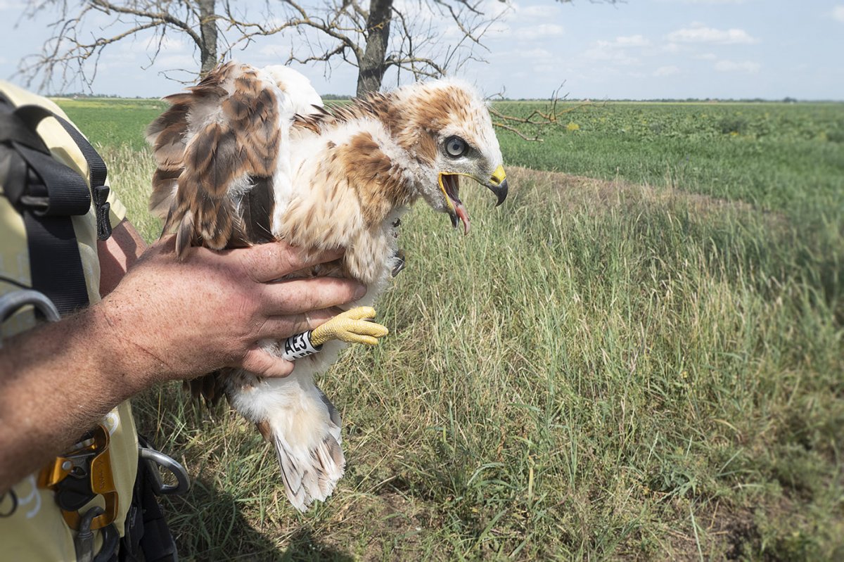Jelölőgyűrűvel ellátott fióka