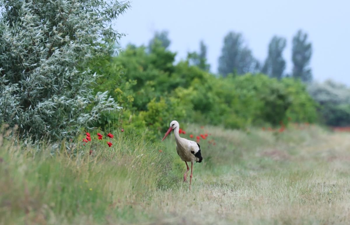 Kaszáló szélében szedegető fehér gólya