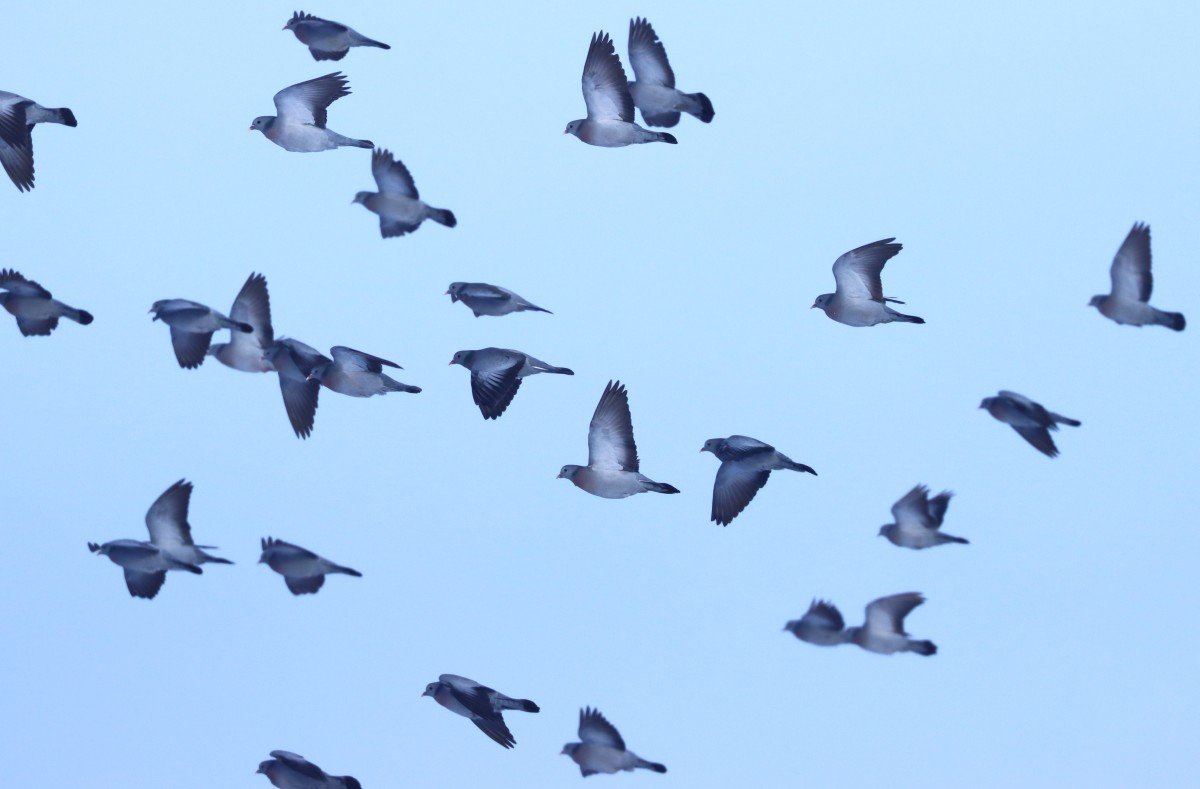 Kék galambok csapata