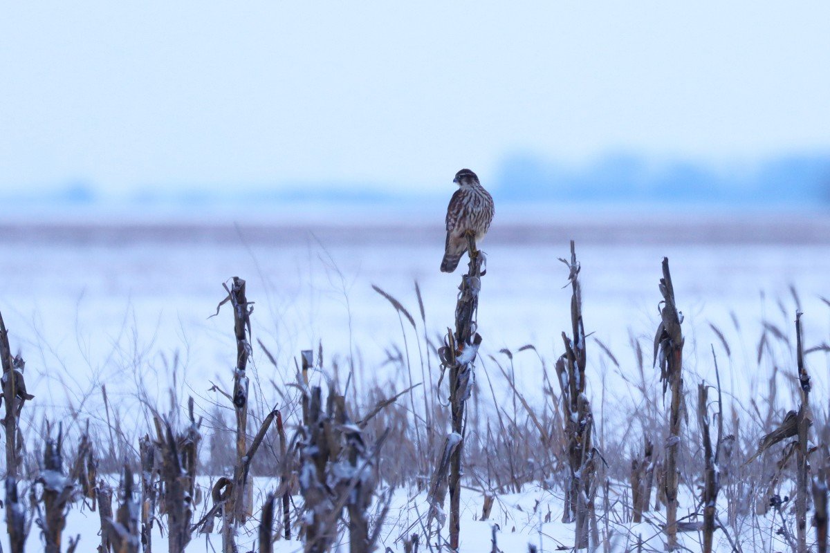 Kis sólyom a téli pusztán