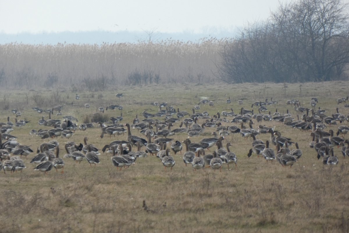 legelő nagy lilik csapat