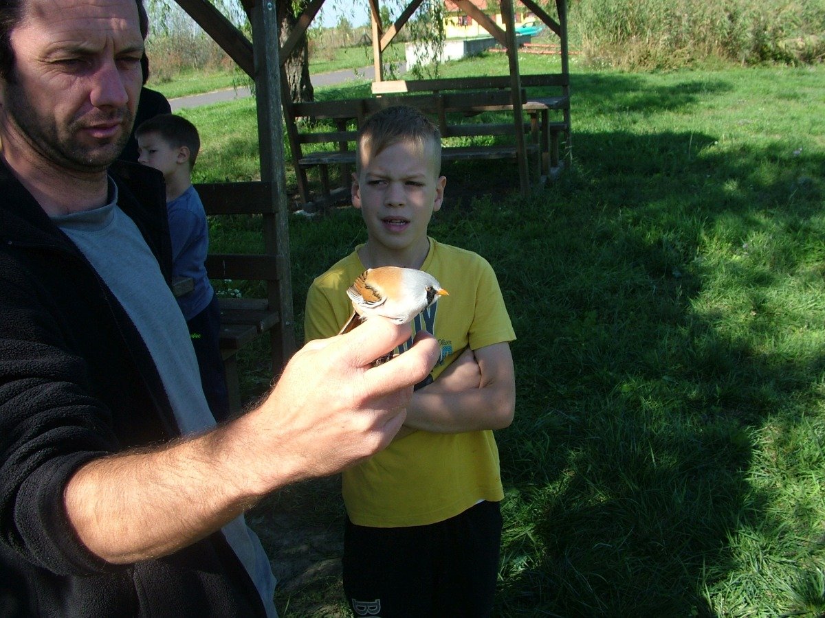 madármegfiyelés