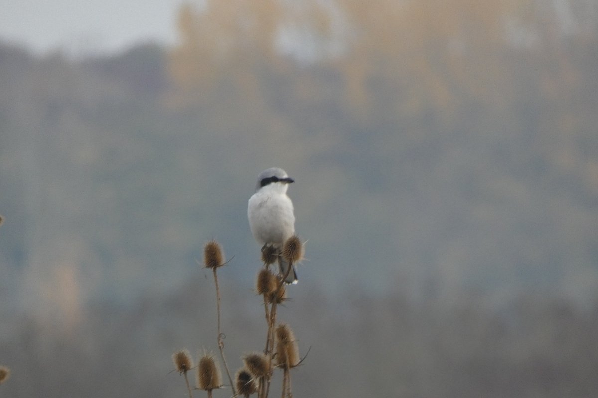 Nagy őrgébics az őrhelyén