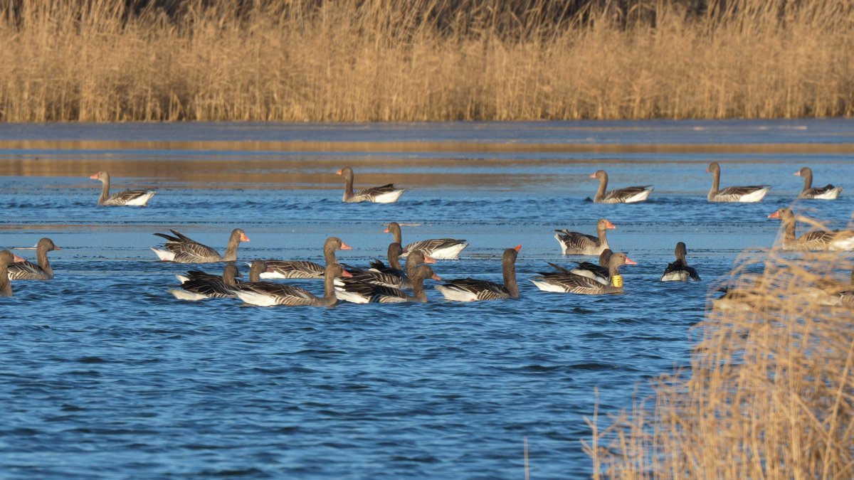 Nyakgyűrűvel jelölt nyári lúd a tavaszi csapatban.