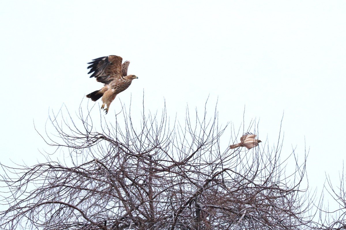 Parlagi sas és egerészölyv egy puszta közepi fán 