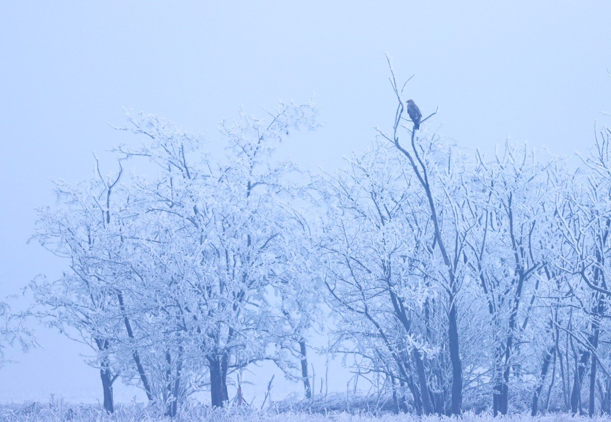 Parlagi sas pihen egy zúzmarás facsoportban 