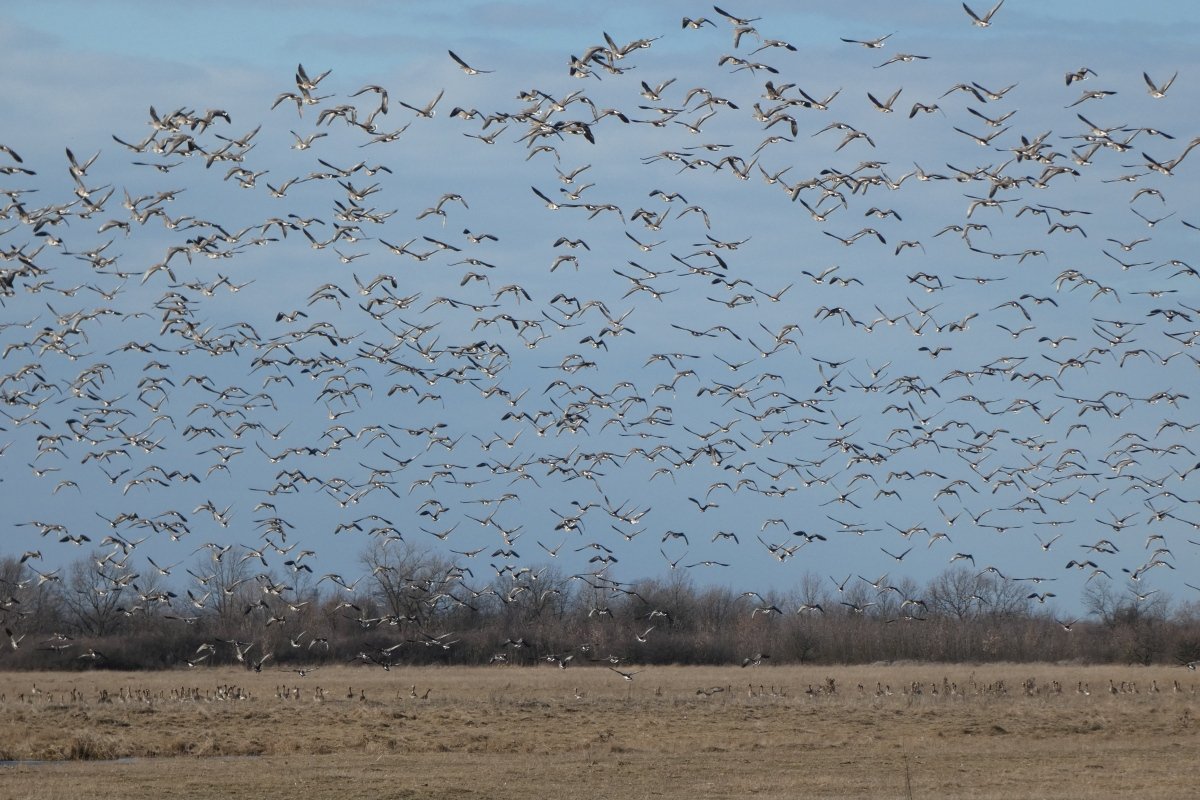 Pihenésre behúzó nagy lilik csapat