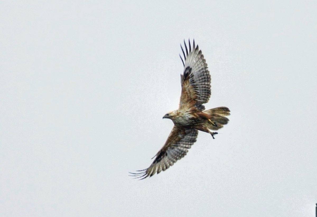 repülő pusztai ölyv