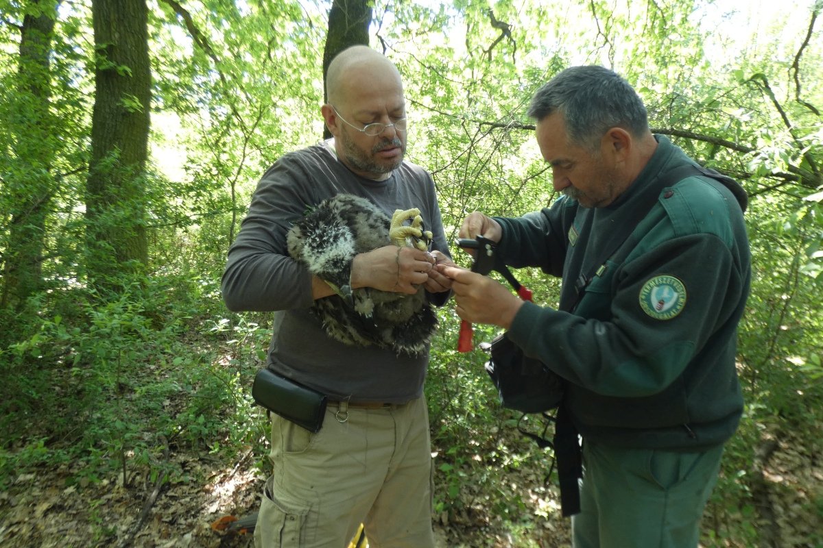 Rétisas fióka gyűrűzése a Kis-Sárréten