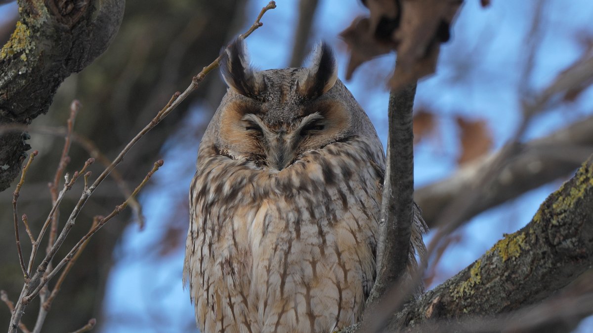 erdei fülesbagoly ül a faágon