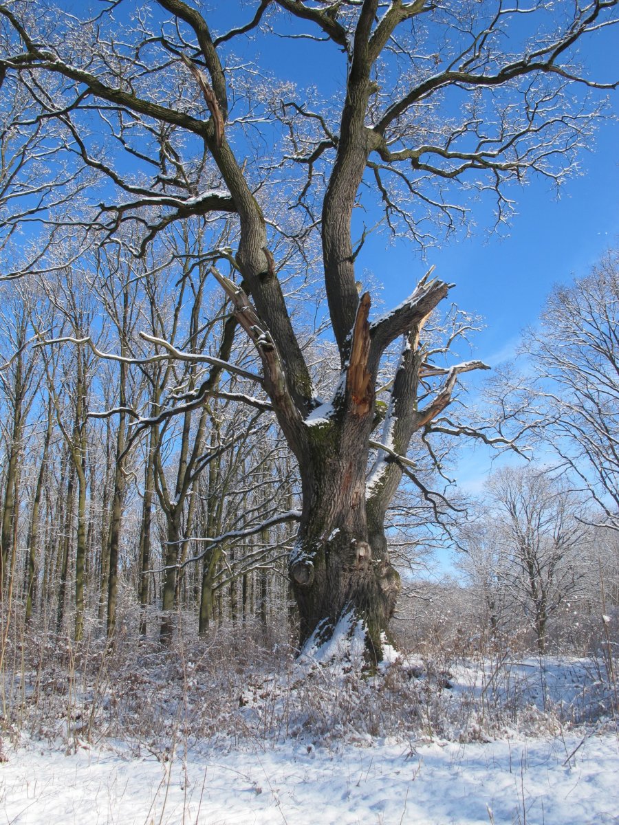 tölgy télen