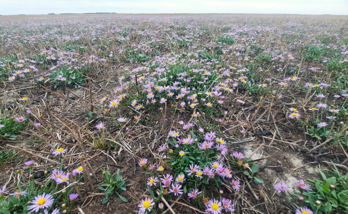 Sziki őszirózsák a legeltetett gyepen