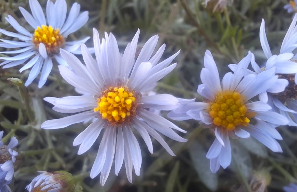 Fontos méhlegelők a virágzó sziki őszirózsák állományai