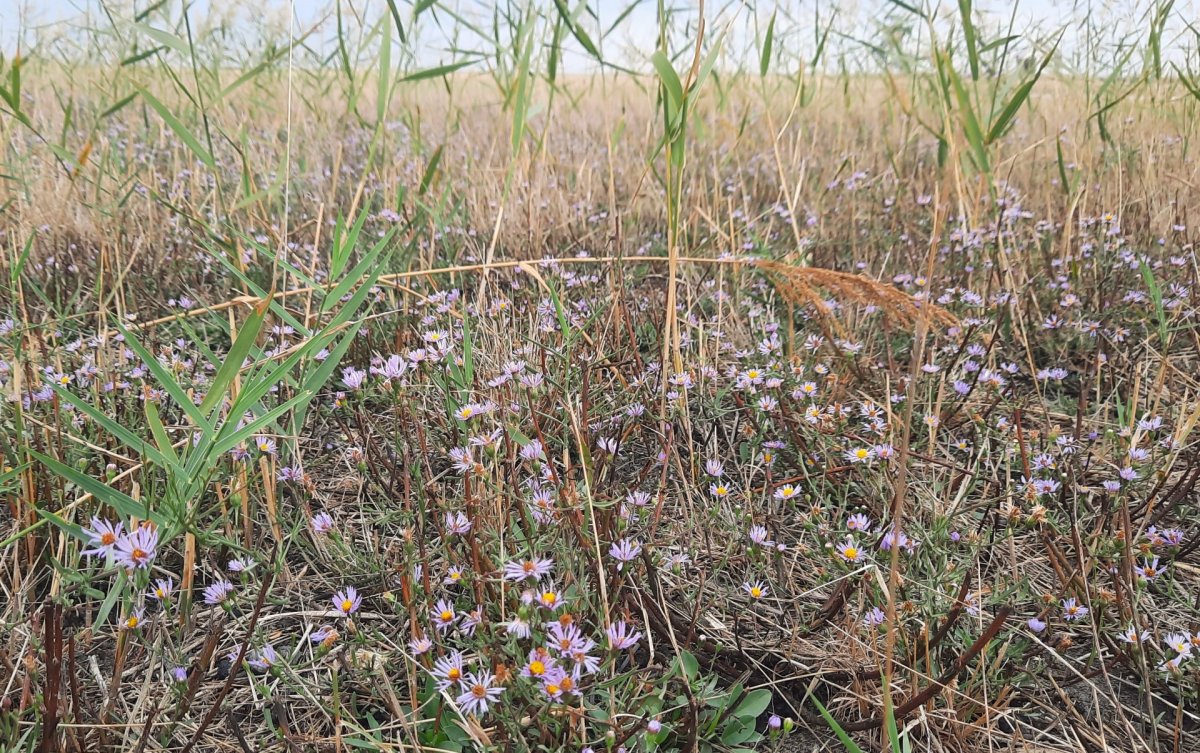 Sziki nádas, sziki őszirózsás társulás