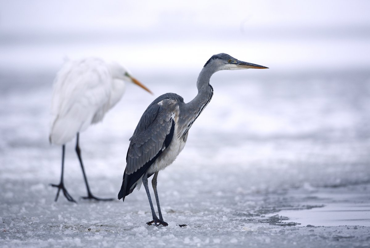 Szürke gém és nagy kócsag a lihogó szélén 
