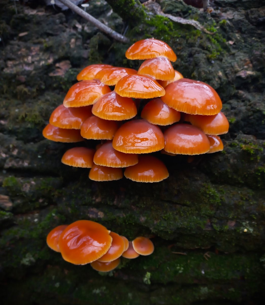 Téli fülőke, a Marosi erdők legszebb téli gombája